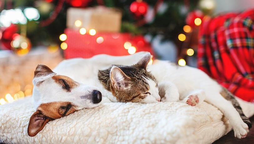Hunde und Katzen gesellen sich in der Weihnachtszeit gerne zu ihren Besitzern - rund um Heiligabend ist jedoch Vorsicht geboten!