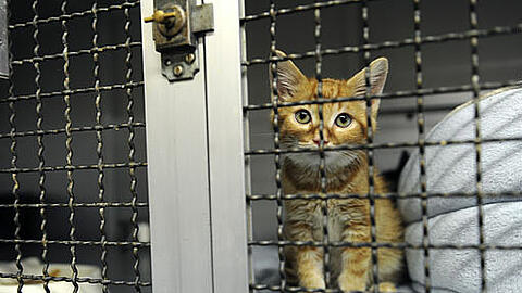 Das Tierheim ist oft die Rettung für Kätzchen wie dieses &mdash; aber kein wirkliches Zuhause. Mit einem neuen Katzenhaus will der Verein in Zukunft Zeit und Personalkosten einsparen.