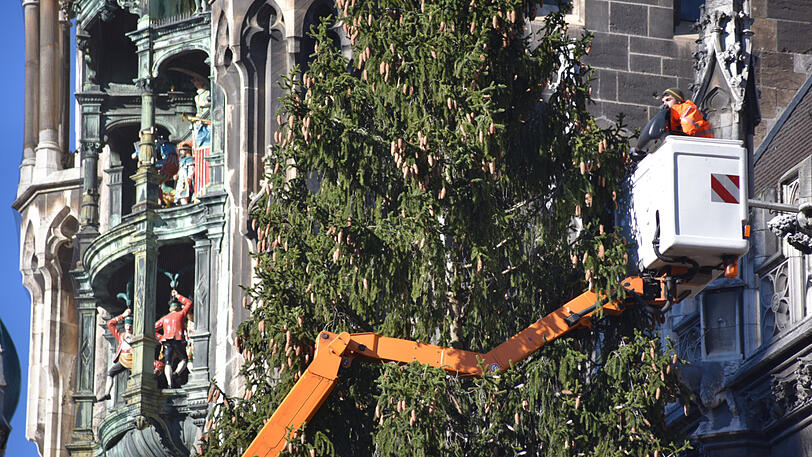 Bilder vom Christbaum-Aufbau am Marienplatz: Seit Montagmorgen steht die 30-Meter-Fichte im Herzen der Stadt.