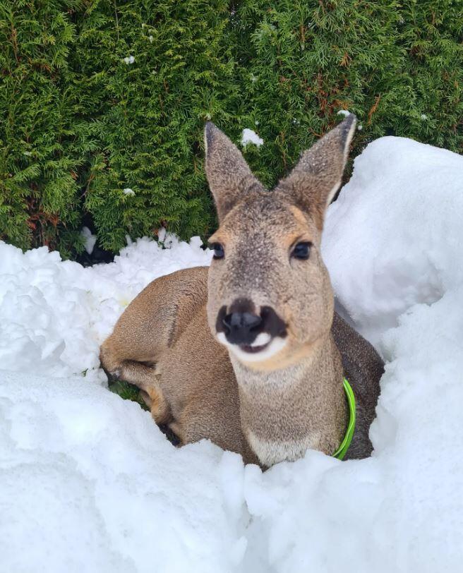 Dieses gut sichtbare Halsband l&ouml;st sich schnell, damit Hermine im Wald nirgends damit h&auml;ngenbleibt.
