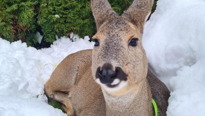 Dieses gut sichtbare Halsband l&ouml;st sich schnell, damit Hermine im Wald nirgends damit h&auml;ngenbleibt.