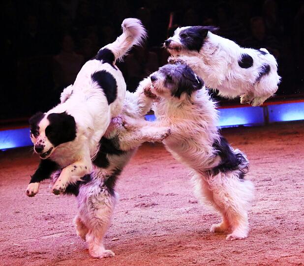 Die Hundeshow von Wolfgang Lauenburger.