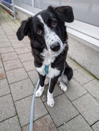 Pebbles: Vom Straßenhund zum Rettungshund beim ASB München. Mit Untergewicht und wenig Muskulatur kam die Kleine zu uns. Mittlerweile ist sie fit und befindet sich in der Ausbildung zum Flächen- und Trümmerhund. Das zweite Leben, welches Leben retten wird.