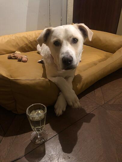 Cosmo: Ich klau dein Essen, schnarch wie zehn, öffne Türen heimlich – keiner kann’s so schön. Ich furz mit Stil, bin weich und weise, hab null Tricks drauf – doch will auf Reise! Drum spart euch „Sitz!“ und Schulstress bitte: Ich will den 1. Preis – und Leberwurst-Schnitte!