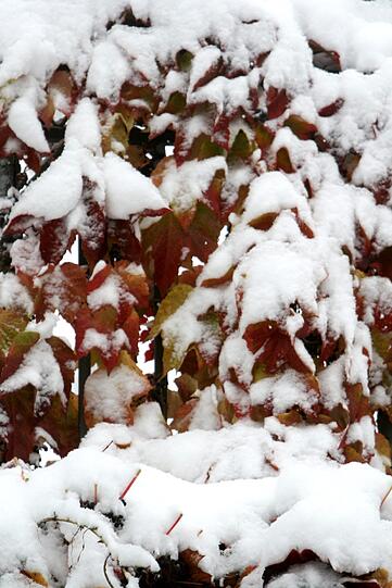 Statt Laub gibt es an diesem Wochenende nur noch Schnee zu kehren.