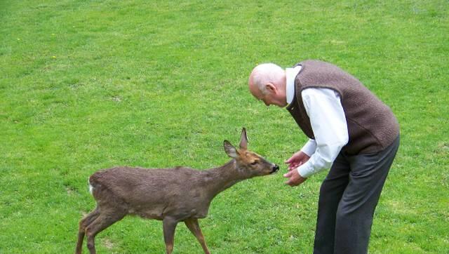 Fünf Jahre lebte Rehbock Hansi bei den Buttingers – vor allem zum 84-jährigen Senior hatte er ein gutes Verhältnis. Fünf Jahre lebte Rehbock Hansi bei den Buttingers – vor allem zum 84-jährigen Senior hatte er ein gutes Verhältnis.