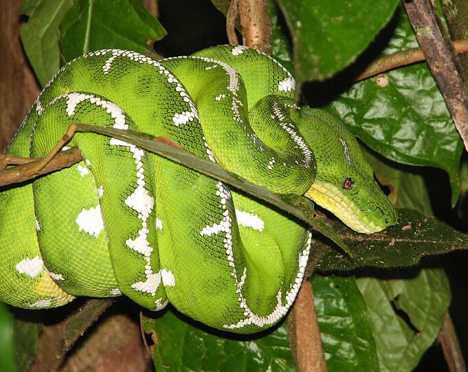 Grüner Hundskopfschlinger Corallus caninus, eine im Gebiet von Panguana fotografierte Riesenschlange.