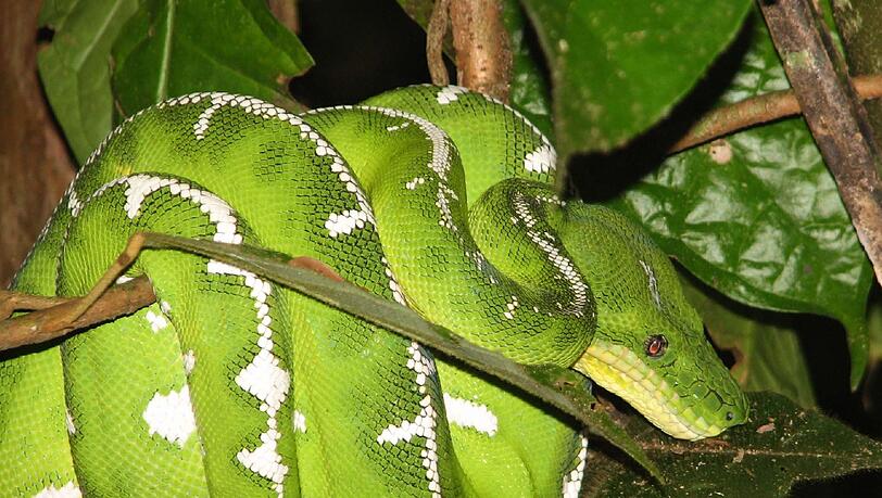 Grüner Hundskopfschlinger Corallus caninus, eine im Gebiet von Panguana fotografierte Riesenschlange. Grüner Hundskopfschlinger Corallus caninus, eine im Gebiet von Panguana fotografierte Riesenschlange.