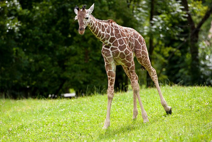 Im Juli wurde das Giraffenbaby auf den Namen Limber getauft - der Name bedeutet "große Freude".
