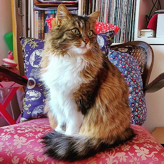 Rosie