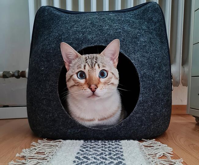 Mo
