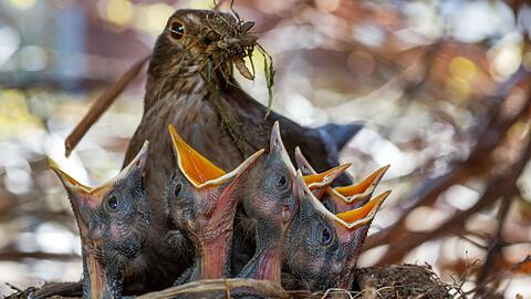 Wichtig f&uuml;r Singv&ouml;gel sind naturnahe, insektenfreundliche G&auml;rten. (Archivbild)