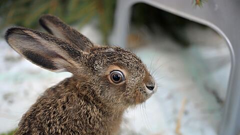 Der kleine Feldhase wird in einer M&uuml;nchner Wildtierstation aufgep&auml;ppelt.