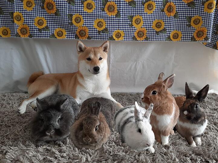 Shiba Inu Hündin Maya mit den Kaninchen Pina Colada, Lola, Mila, Lou und Klara