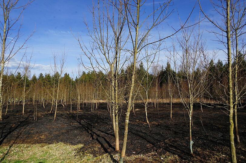 Auch am Mittwoch ist wieder Reitgras (zu sehen gelb im Vordergrund) in Brand geraten - nach Angaben der Feuerwehr passiert das nicht einfach so.