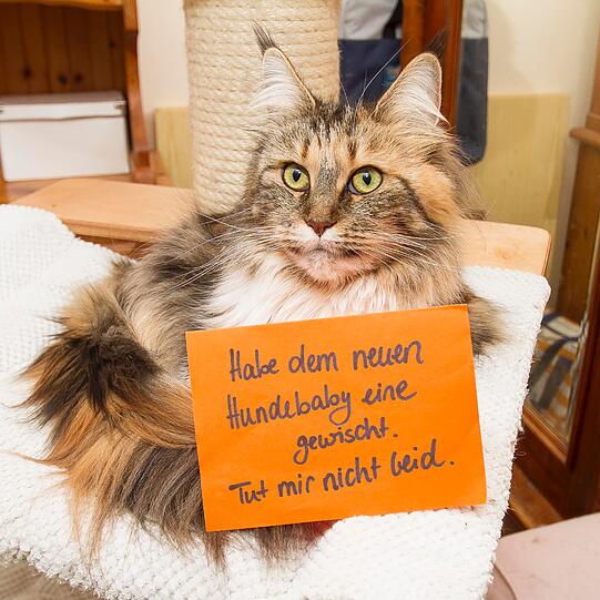 Es war nicht das erste Mal, dass die Katze dem Hund eine gewischt hat. "Er setzt sich trotzdem immer wieder neben sie", sagt Hansi Trompka.