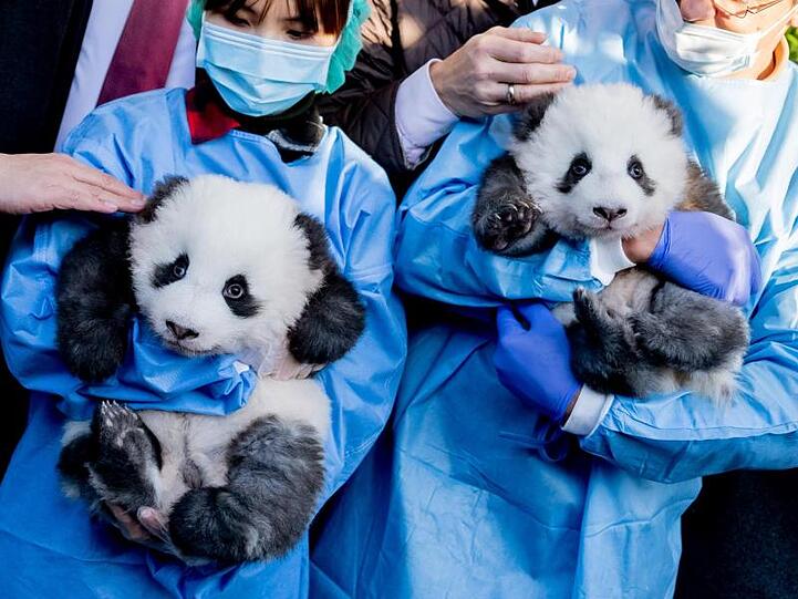Die Panda-Zwillings-Männchen "Meng Yuan" (l) und "Meng Xiang" im Berliner Zoo.
