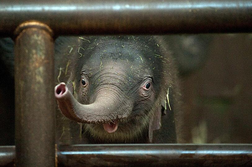 Das Elefantenjunge, das am 01. Januar das Licht der Welt erblickte, erkundet im Berliner Zoo sein Gehege.