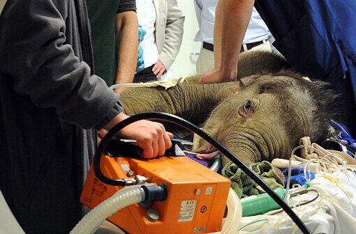 Tierpark Hellabrunn: Rote Rosen für Elefantenkind Lola - München - Abendzeitung München