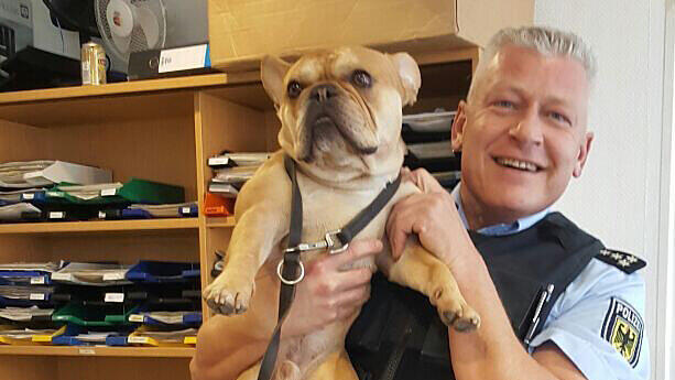 Bulldogge Henry fühlt sich wohl bei der Polizei. Nur fotografiert zu werden, das findet er offenbar langweilig.