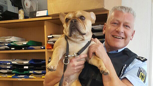 Bulldogge Henry fühlt sich wohl bei der Polizei. Nur fotografiert zu werden, das findet er offenbar langweilig. Bulldogge Henry fühlt sich wohl bei der Polizei. Nur fotografiert zu werden, das findet er offenbar langweilig.