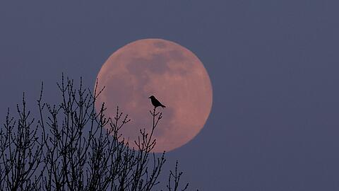 Ein Vogel sitzt auf einem kahlen Baum vor dem aufgehenden zunehmenden Mond.