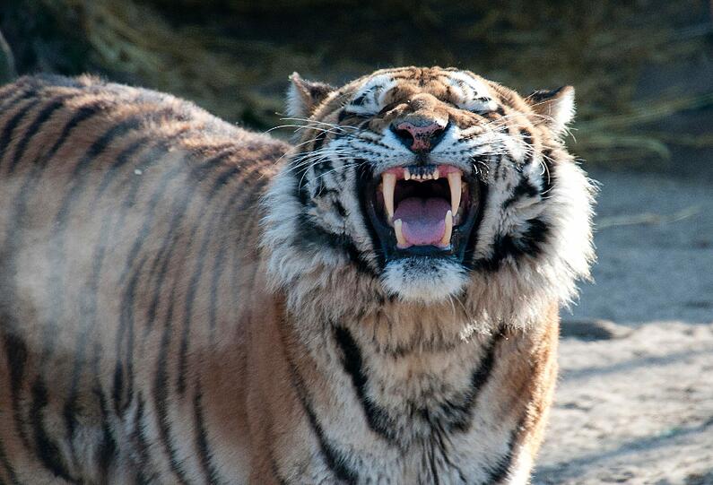 Der Tiger «Altai» zeigt im Zoo in Köln sein Gebiss (Foto vom 11.02.2012). Er hat am Samstag (25.08.2012) eine Tierpflegerin angefallen und tödlich verletzt.