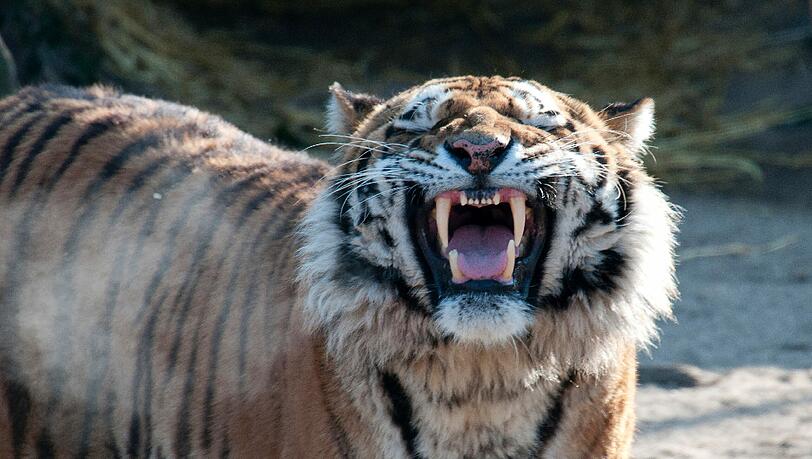 Der Tiger «Altai» zeigt im Zoo in Köln sein Gebiss (Foto vom 11.02.2012). Er hat am Samstag (25.08.2012) eine Tierpflegerin angefallen und tödlich verletzt. Der Tiger «Altai» zeigt im Zoo in Köln sein Gebiss (Foto vom 11.02.2012). Er hat am Samstag (25.08.2012) eine Tierpflegerin angefallen und tödlich verletzt.