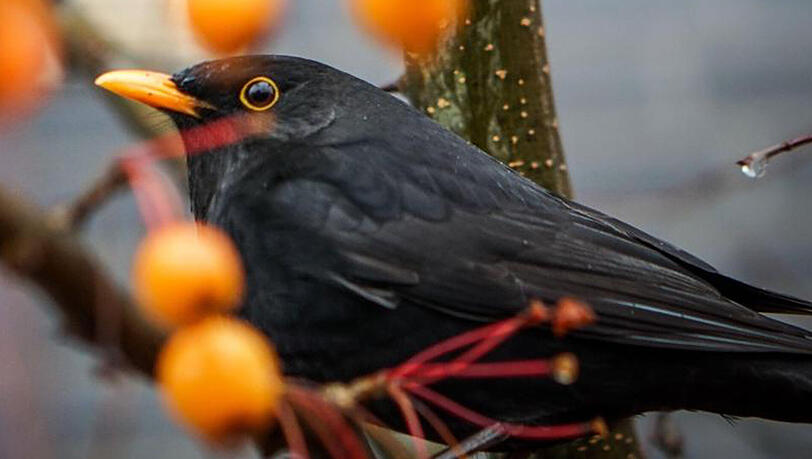 An der 7. bundesweiten Zählaktion des Naturschutzbundes Deutschland (Nabu) "Stunde der Wintervögel" beteiligen sich jedes Jahr Tausende. An der 7. bundesweiten Zählaktion des Naturschutzbundes Deutschland (Nabu) "Stunde der Wintervögel" beteiligen sich jedes Jahr Tausende.