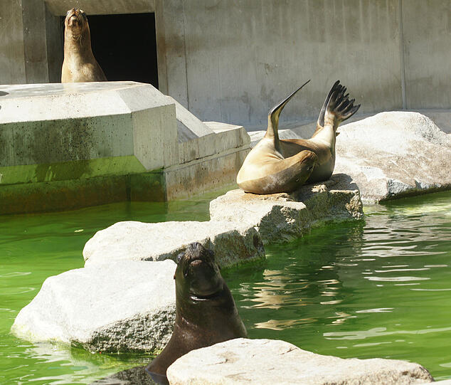 Die Robben kennen derzeit nur zwei Aggregatszustände: Faul in der Sonne liegen &ndash; oder sich im Wasser abkühlen.