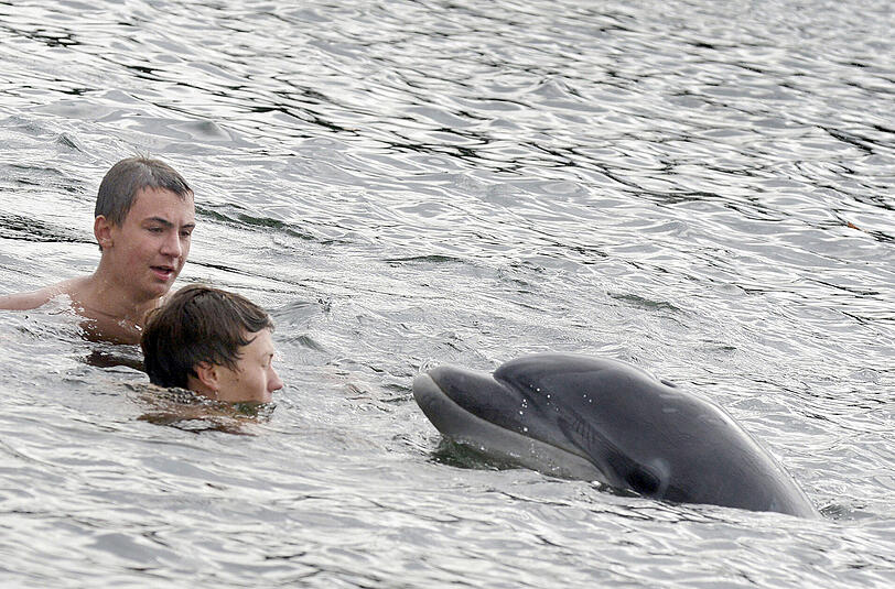 Ein Delfin schwimmt zwischen Badenden in Kiel. Foto: Thomas Eisenkrätzer