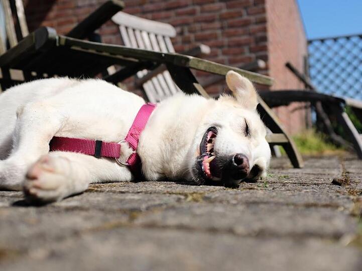 Bloß nicht bewegen: Ein Hund liegt bei sommerlichen Temperaturen erschöpft auf den Steinen einer Terrasse.