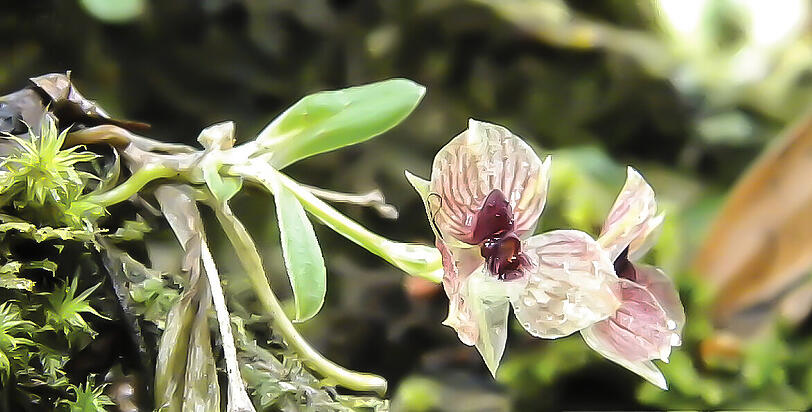 Die vom Aussterben bedrohte Orchidee Telipogon diabolicus blüht in Kolumbien. Ihr Reproduktionsorgan sieht aus wie der Kopf eines Teufels.