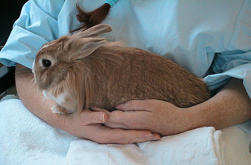 Tierische Therapeuten im Klinikum Harlaching: Eines von drei Kaninchen.