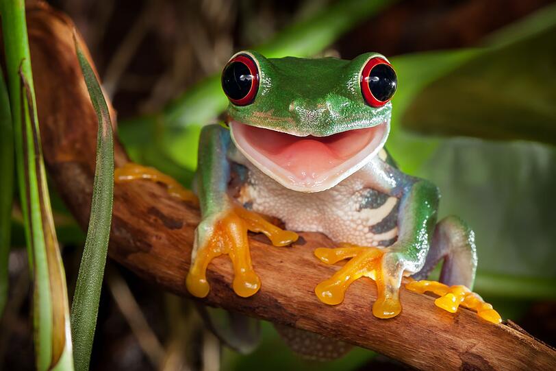 Können wir aus irgendeinem Grund nicht sprechen - entweder, weil unser Stimmapparat beeinträchtigt ist oder wir emotional aufgewühlt sind -, sitzt uns im übertragenen Sinne auf Deutsch ein "Frosch im Hals". Können wir aus irgendeinem Grund nicht sprechen - entweder, weil unser Stimmapparat beeinträchtigt ist oder wir emotional aufgewühlt sind -, sitzt uns im übertragenen Sinne auf Deutsch ein "Frosch im Hals".