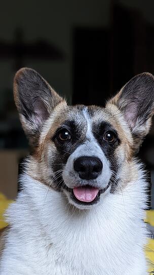 Bilbo