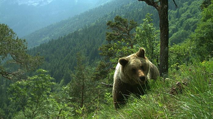 Ein Bär läuft durch ein hügeliges Gebiet im Trentino. In Südtirol ist die Sorge groß, dass die Population sich ausbreiten könnte.