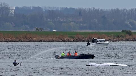 Die Rettungsaktion l&auml;uft, aber der Wal sollte am Samstag nicht mehr transportiert werden.