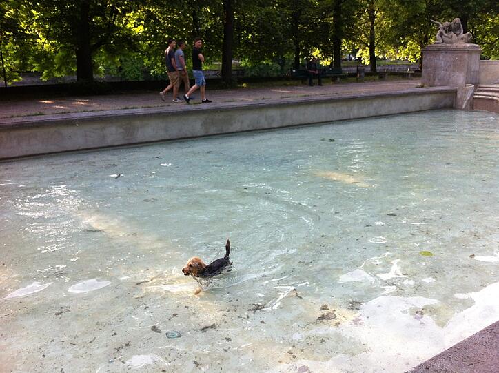 Sprung ins kühle Wasser, und schnell das Stöckchen holen...
