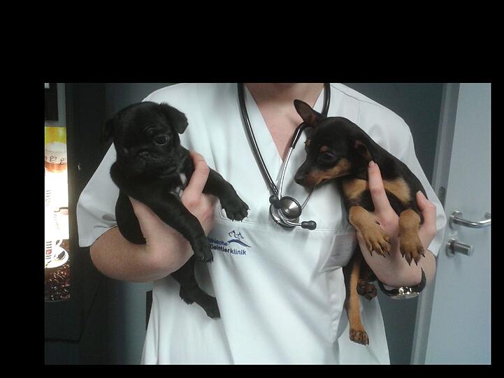 Ihr Martyrium hat ein Ende: Der kleine Mops und der zweite kleine Pinscher.