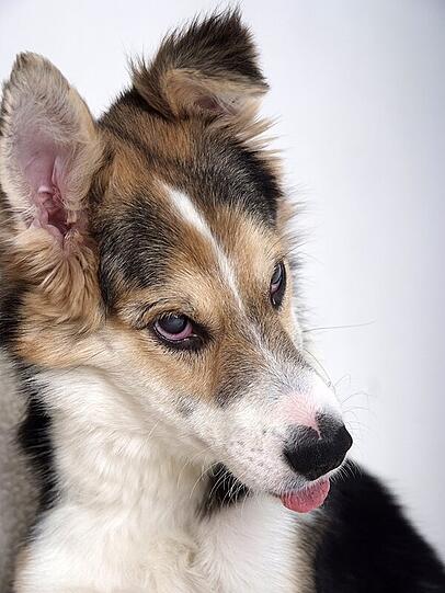 Das ist Rex. Zurzeit ist er in Schwabing daheim.