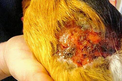 Manche Tiere hatten klaffende Wunden. Einen Tierarzt sahen sie nie.
