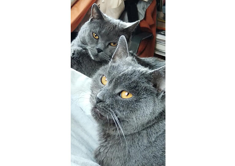 Billy und Bella