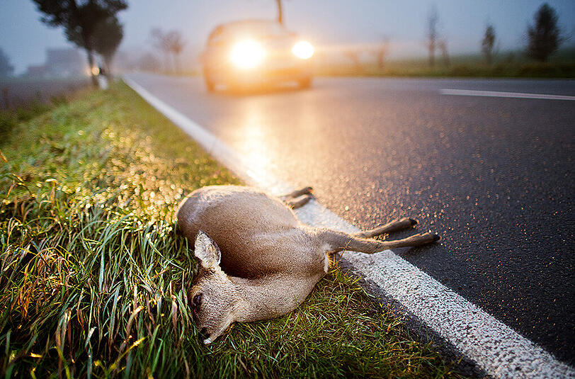 Wildunfälle: In der Paarungszeit die die Gefahr besonders groß.
