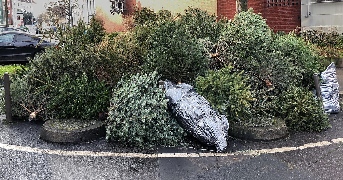 Christbaum-entsorgen-in-M-nchen-Die-Sammelstellen-im-berblick