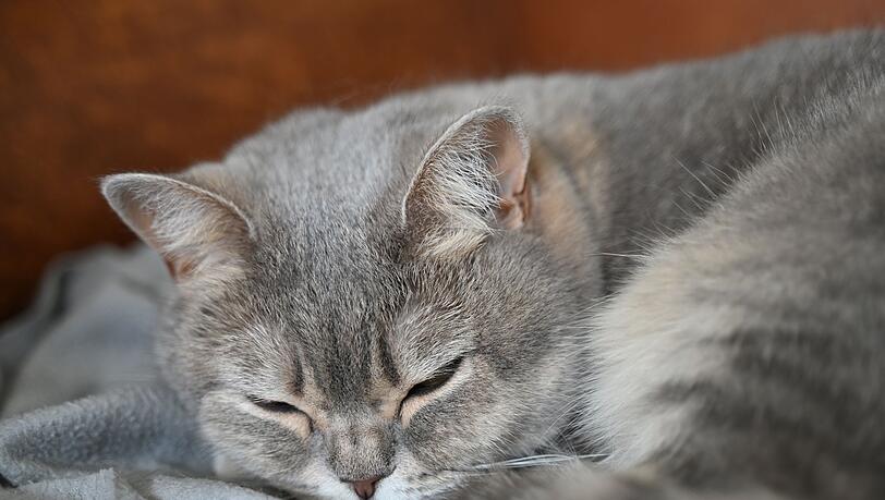 In Augsburg befreite die Feuerwehr eine Katze aus dem Motorraum eines Autos. (Symbolbild)
