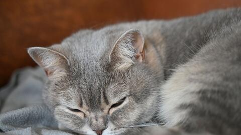 In Augsburg befreite die Feuerwehr eine Katze aus dem Motorraum eines Autos. (Symbolbild)