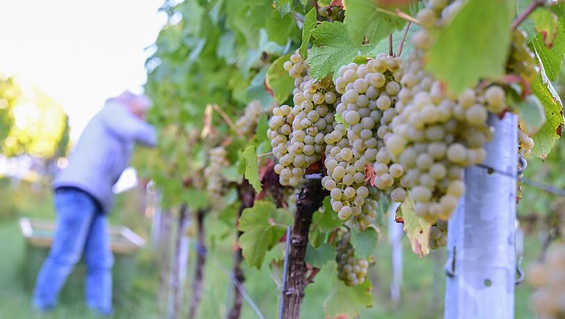 2026 zeigen sich ein weiteres Mal deutliche regionale Unterschiede bei der Entwicklung der Weinmost-Ernten. (Archivfoto)