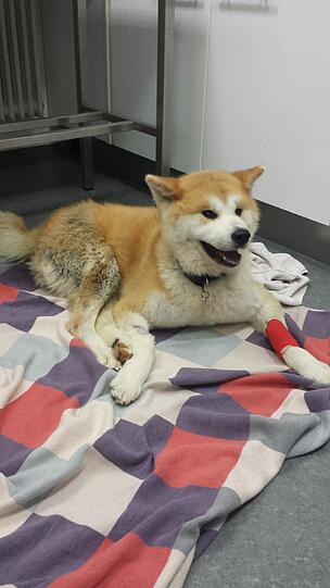 Todkrank: das vergiftete Tier am Wochenende in der Tierklinik in Haar.