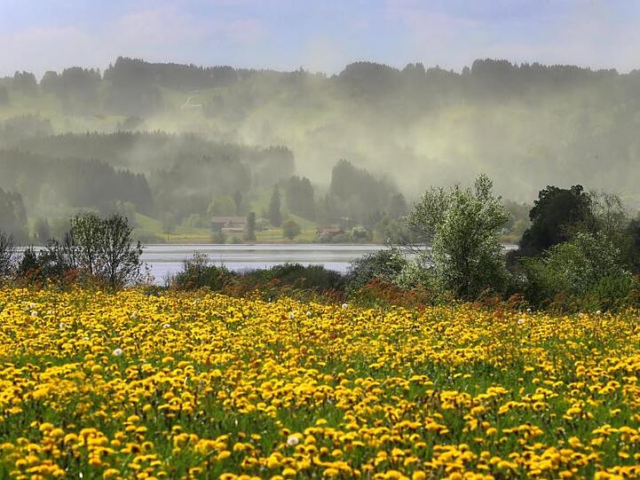 Im aufziehenden Wind weht Blütenstaub aus den Bäumen der Nadelwälder um den Niedersonthofener See. Foto: Karl-Josef Hildenbrand/Archiv